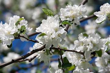 Image showing Apple flowers