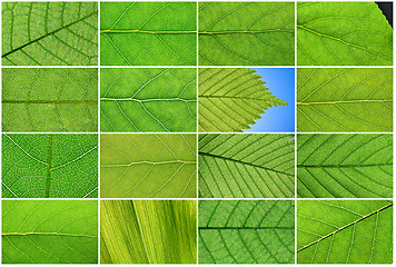 Image showing Green leaves