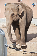 Image showing Elephant