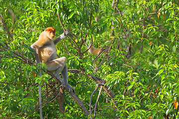 Image showing Proboscis monkey