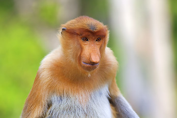 Image showing Proboscis monkey