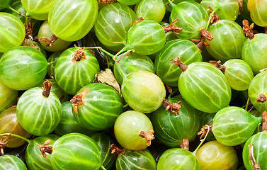 Image showing Gooseberries