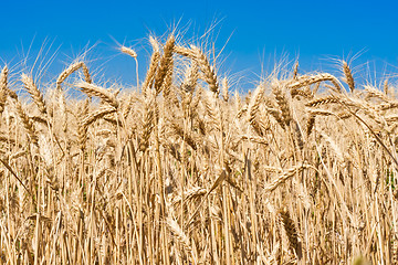 Image showing Wheat field