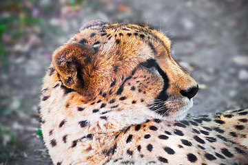 Image showing Cheetah