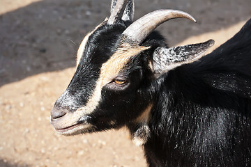 Image showing Goat