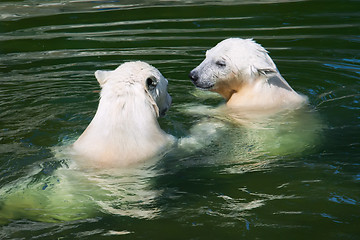 Image showing Polar bear