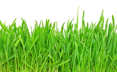 Image showing Green grass