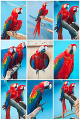 Image showing Ara parrots