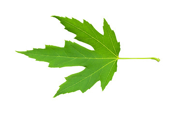 Image showing Green leaf