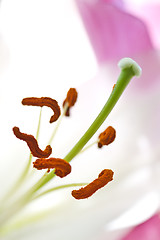 Image showing Close up of a pink orchid