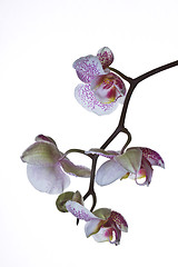 Image showing Close up of an orchid