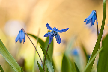 Image showing Blue wild flower in the grass