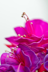 Image showing Isolated red pink flower detail