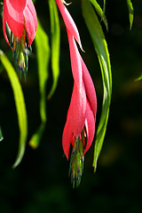 Image showing Red flower fronting a neutral background