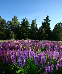 Image showing Lupinus, commonly known as lupin or lupine  and blue sky