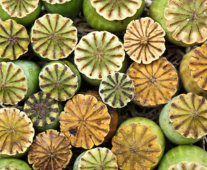 Image showing Opium poppy seed capsule

