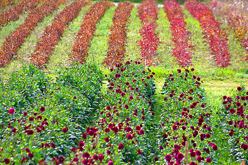 Image showing Dahlias field in Denmark