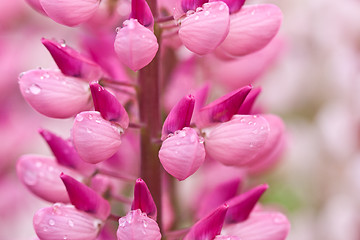 Image showing Lupinus, commonly known as lupin or lupine 