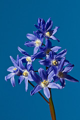 Image showing Delphinium flower shot against a blue sky