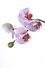 Image showing Close up of an orchid