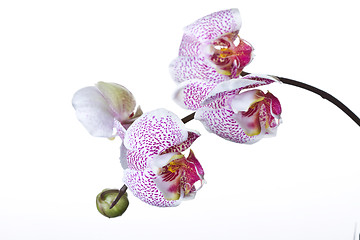 Image showing Close up of an orchid