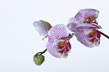 Image showing Close up of an orchid