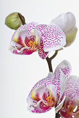 Image showing Close up of an orchid