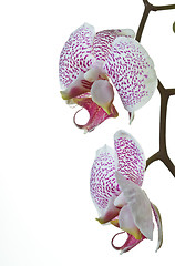 Image showing Close up of an orchid