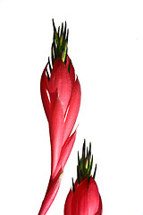 Image showing Red flower fronting a neutral background