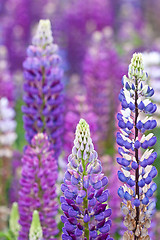 Image showing Lupinus, commonly known as lupin or lupine 