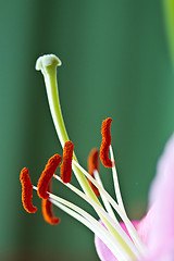 Image showing Close up of a pink orchid with green background