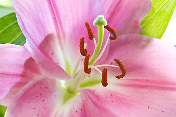 Image showing Close up of a pink orchid