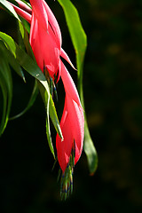 Image showing Red flower fronting a neutral background