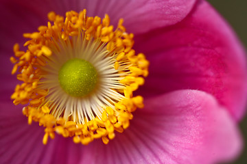 Image showing Pink daisy flower close up