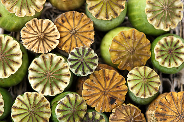 Image showing Opium poppy seed capsule

