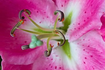 Image showing Close up of a pink orchid