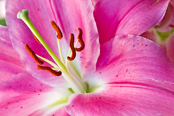 Image showing Close up of a pink orchid