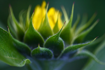 Image showing Sunflower close up 