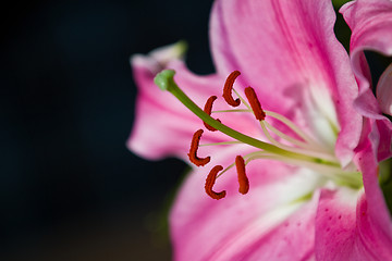 Image showing Close up of a pink orchid