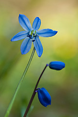 Image showing Blue wild flower in the grass