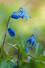 Image showing Blue wild flower in the grass