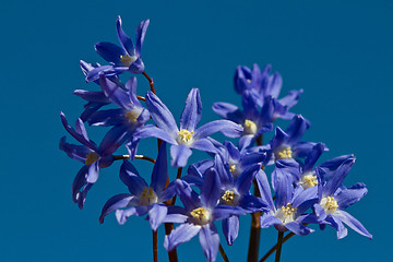 Image showing Delphinium flower shot against a blue sky