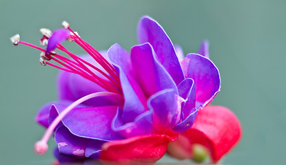 Image showing Red pink flower detail