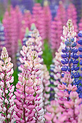 Image showing Lupinus, commonly known as lupin or lupine 