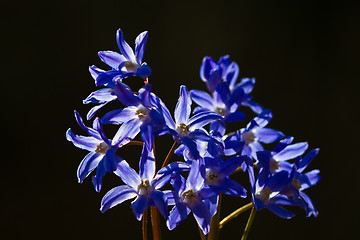 Image showing Delphinium flower shot against a dark background