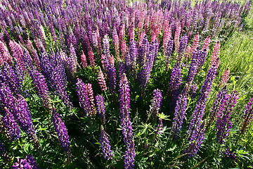 Image showing Lupinus, commonly known as lupin or lupine 