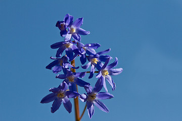 Image showing Delphinium flower shot against a blue sky