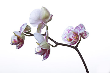 Image showing Close up of an orchid