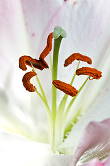 Image showing Close up of a pink orchid