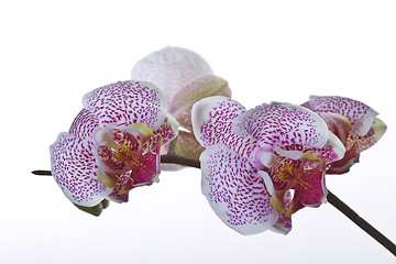 Image showing Close up of an orchid